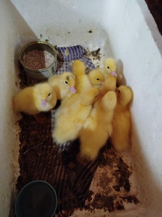 Каченята мускусна індокачка