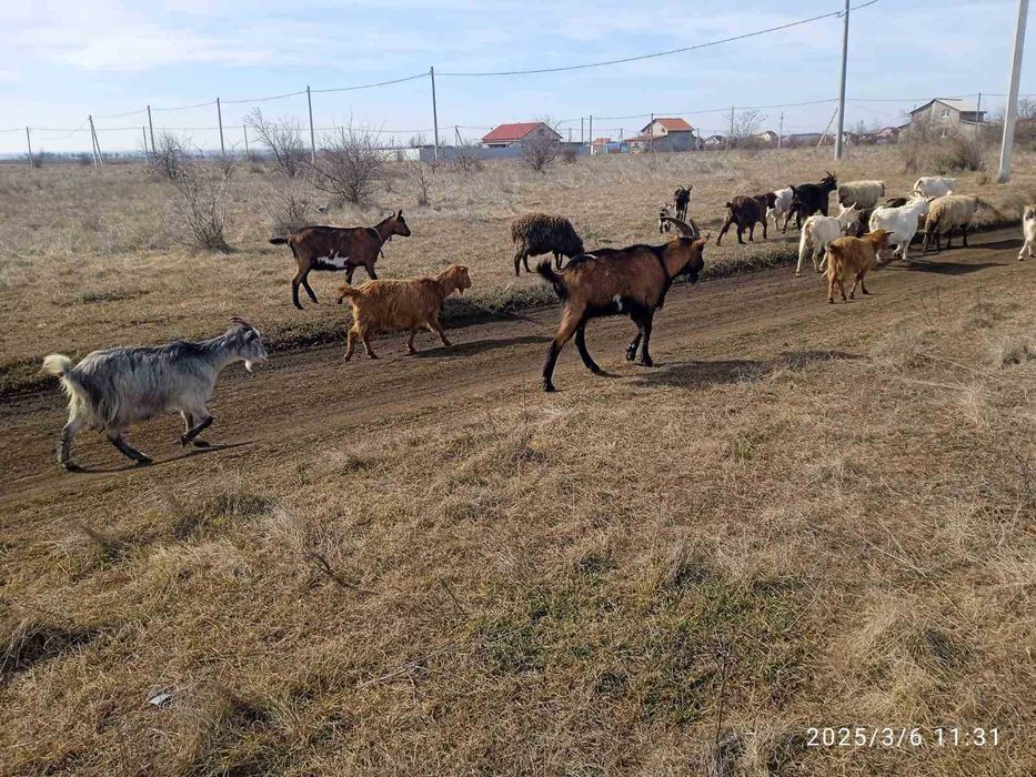 Альпійський козел, цап