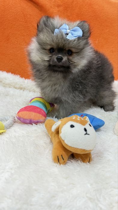 Lulu da Pomerânia Micro Miniatura com Lop e Afixo
