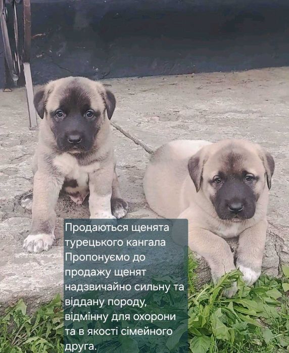 Продам щенків турецького кангала