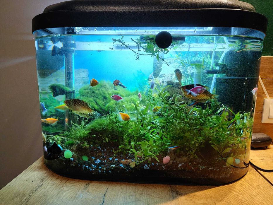 Akwarium 60x30x35 cm z pełnym wyposażeniem