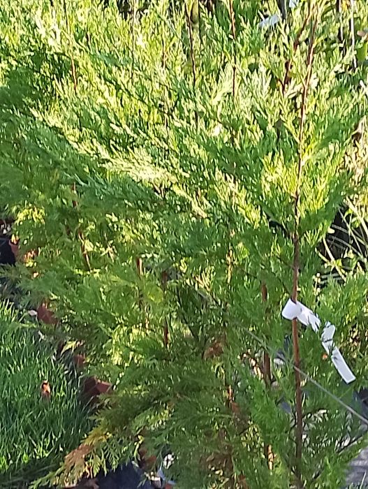 Jardins limpezas terrenos construção jardins