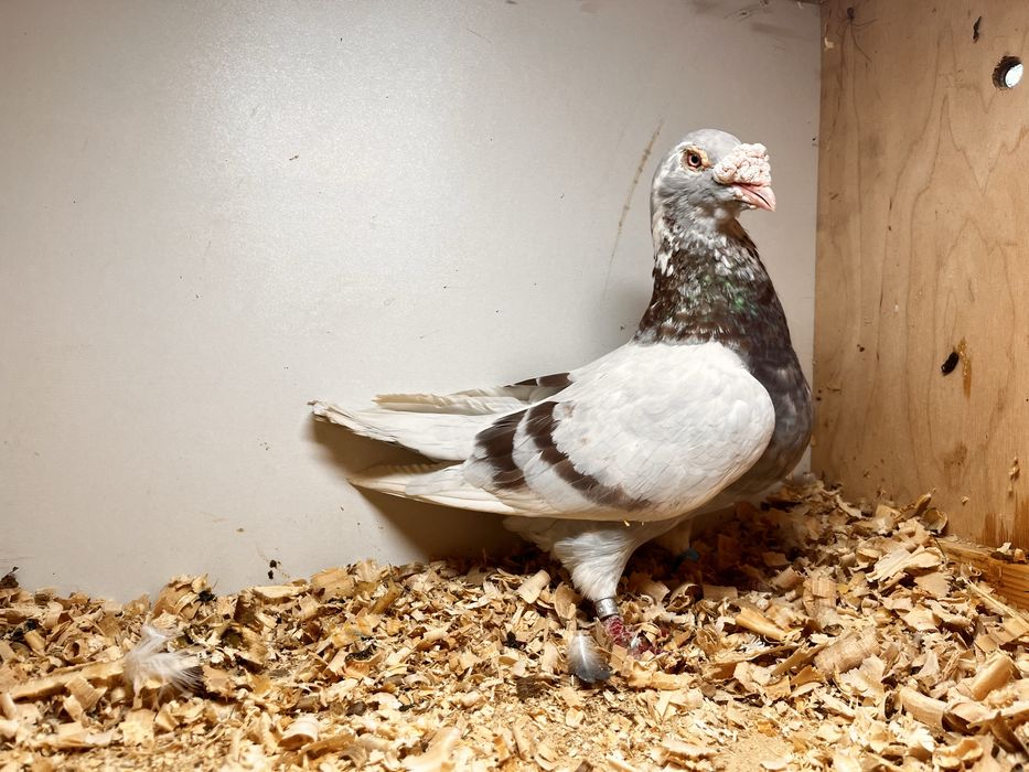 Gołębie staropolskie