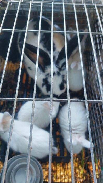 Кролики разного возраста