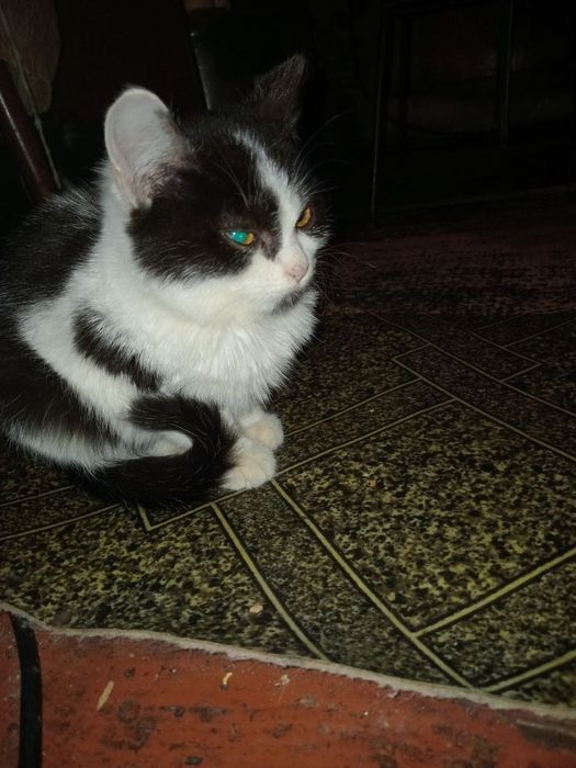 Кошеня Сіма 4 міс+безкоштовна стерилізація