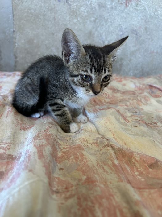 gatinho as riscas para adocao