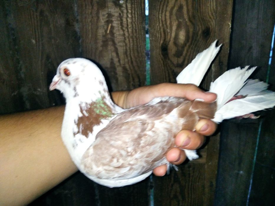 Likwidacja hodowli gołębi pocztowych