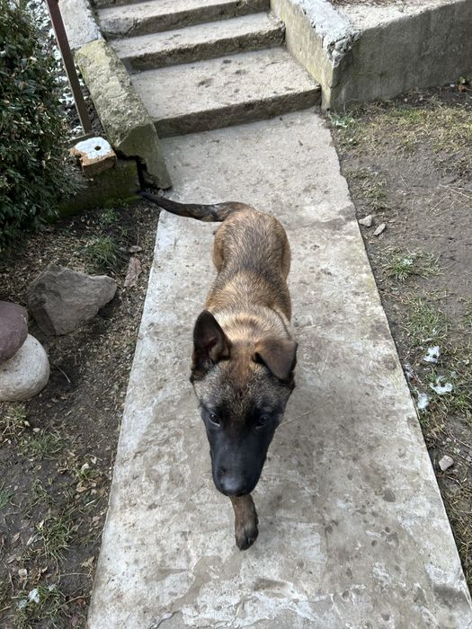 Бельгійська вівчарка