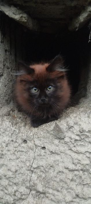 Безкоштовно котик
