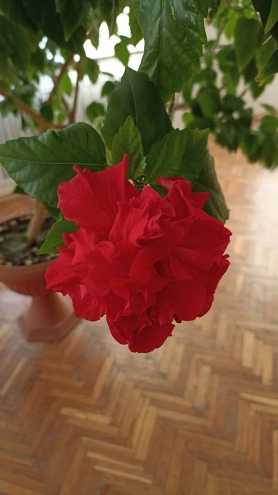 Гібіскус кімнатний