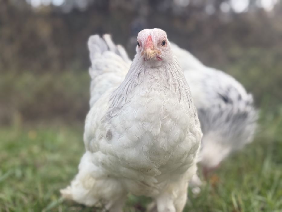 Brahma miniaturowa gronostajowa czarna niebieska