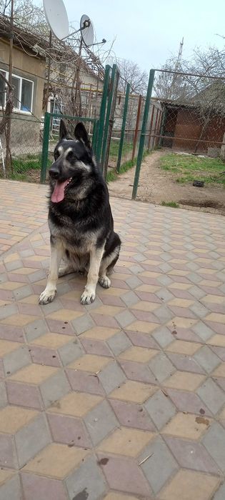 Вязка Вео мальчик ищет невесту