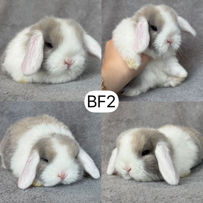 Królik Baranek Miniaturka MINI LOP