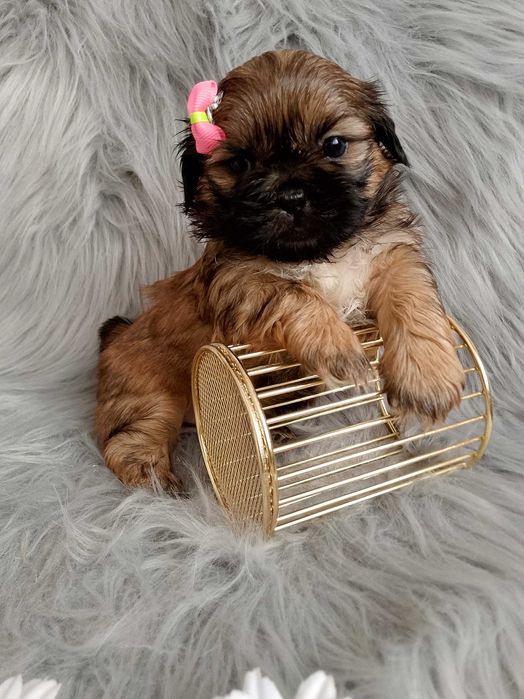 Piękna suczka rasy Shih-Tzu