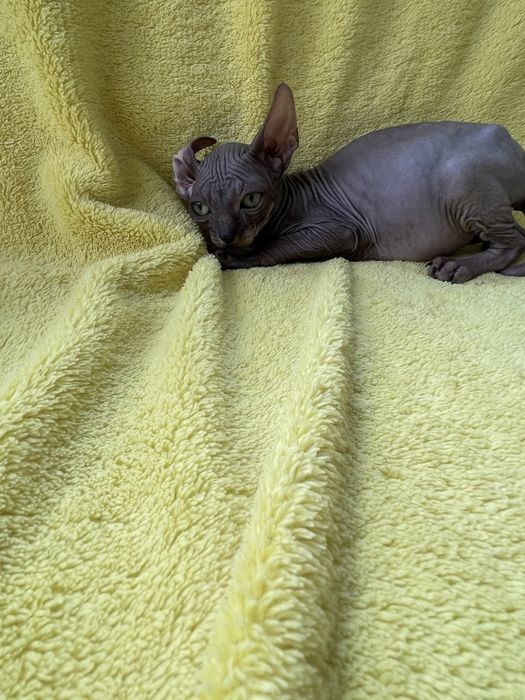 Канадський сфінкс Бейбік