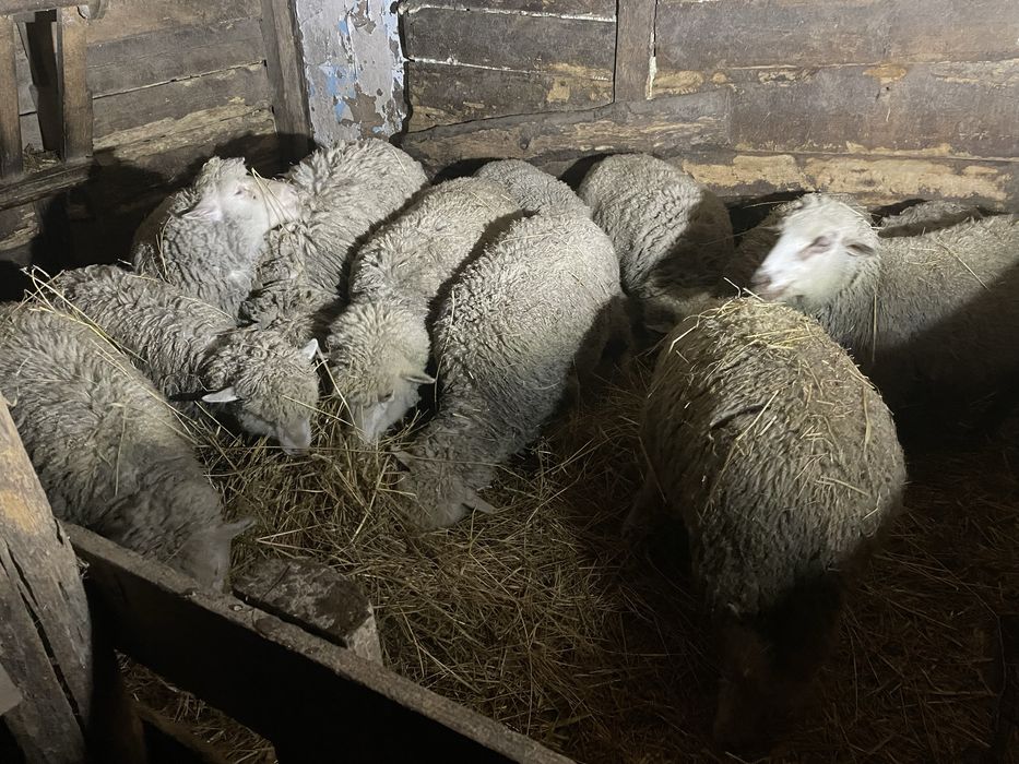 Продаю овечки бо вже не хочу  тримати тому я продаю