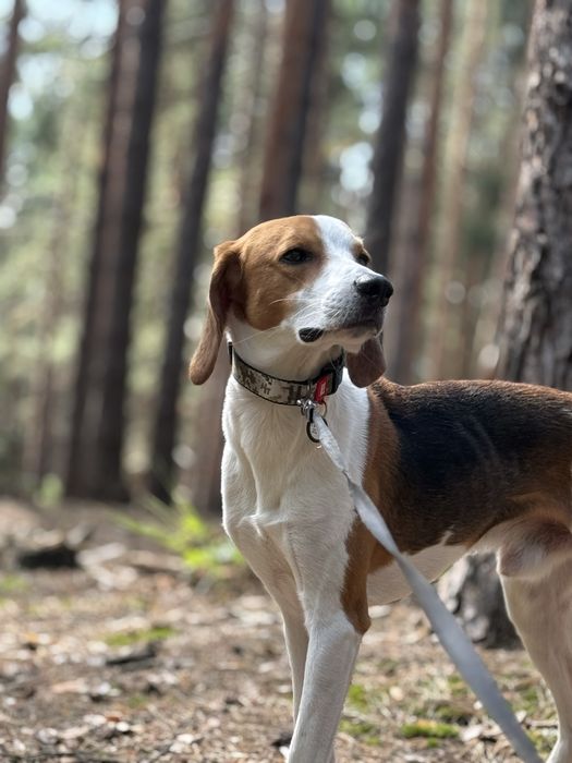 Перетримка домашніх тварин
