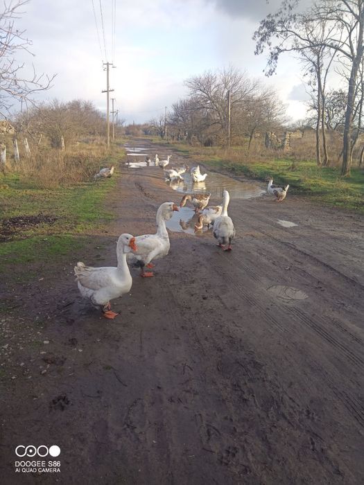Продам гусей Холмогори