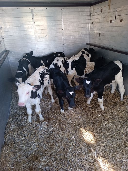 Sprzedam Byczki 3-4 tygodnie