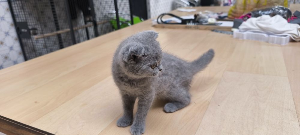 Gato Scottish fold azul fêmea muito meiguinho disponível para entrega imediata