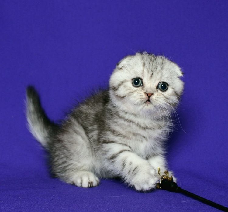 Шотландский мальчик