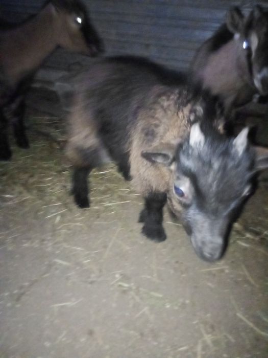 Cabra Ana macho (chibo)