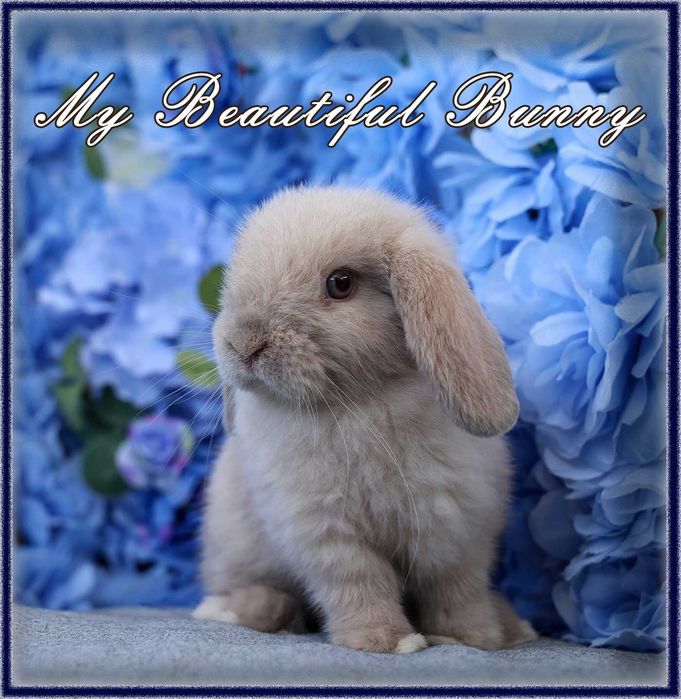Piękny i Młody Króliczek Mini Lop - Sallander
