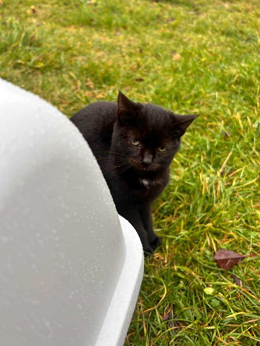 Bezbronna koteczka błaga o dom