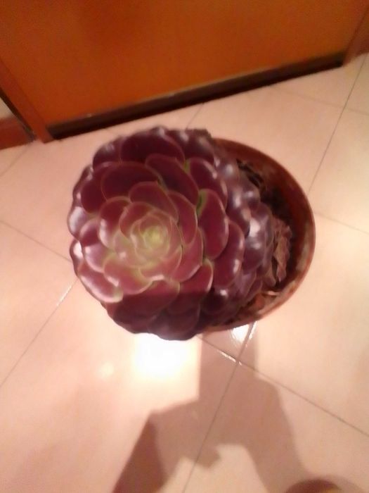 Plantas suculentas muito bonitas.