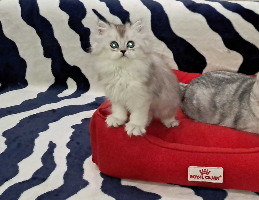 Шотландская пушистая девочка модного окраса серебристая шиншилла.