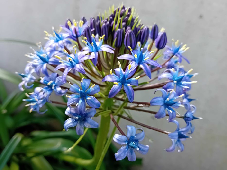 Scilla Peruviana