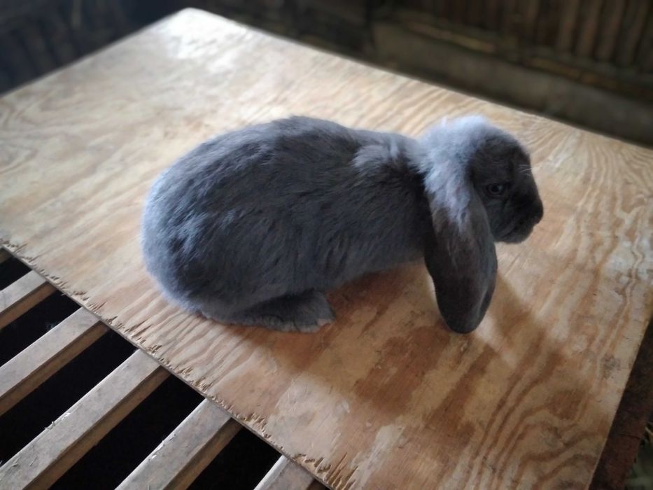 Króliki czystorasowe baran francuski niebieski Ładne Zdrowe