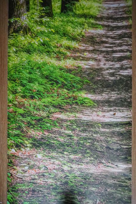 NAKLEJKA Las, Fototapeta Las, Tapeta Laminowana, Fotoroleta Las