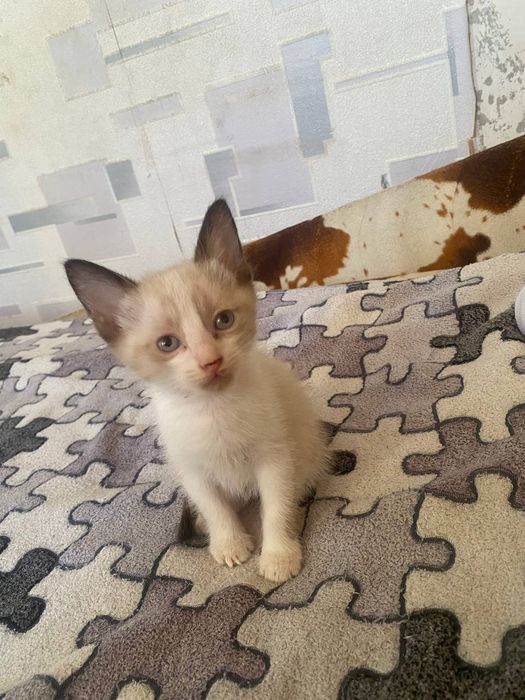 сиамские котята / сноу-шу, торг