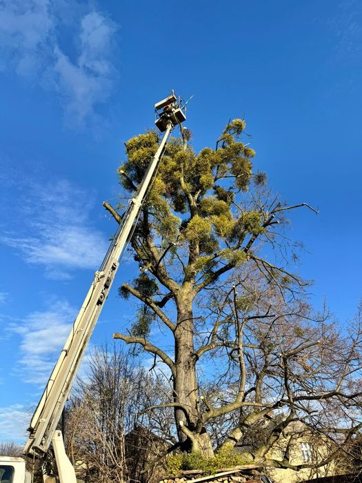 wycinka drzew / przycinanie / tuje / usługi wysokościowe / mulczowanie