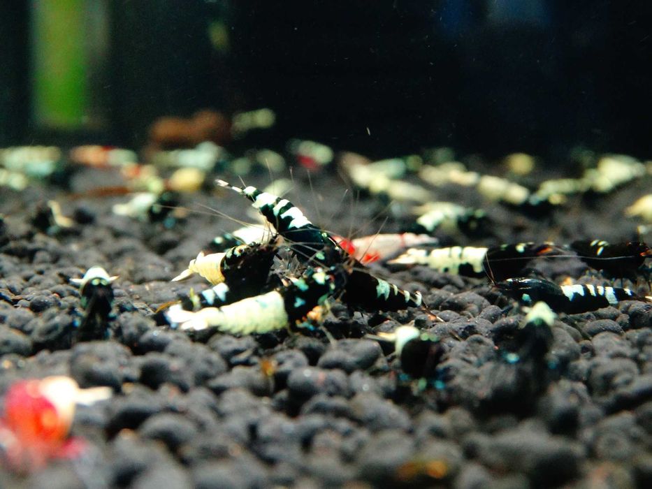Krewetki Caridina Pinto Black ZAMIANA GRATIS PROMOCJA