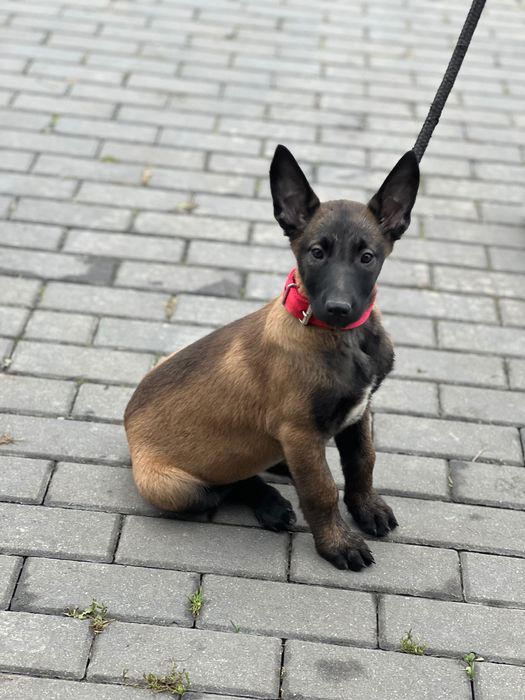 Owczarek belgijski szczeniak suczka