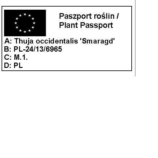 Tuja Szmaragd doniczka 8 sztuk thuja smaragd