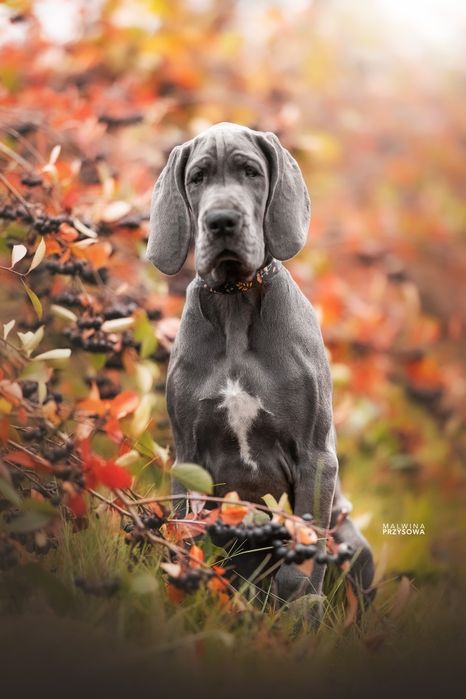 Dog Niemiecki suczka