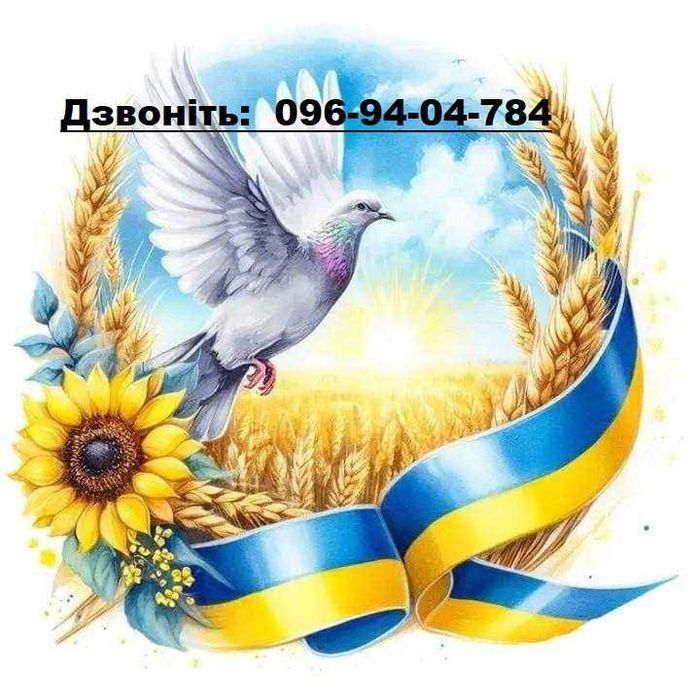 Чорні жіночі  ботильйони  челсі   р. 39 натуральна  шкіра   нубук