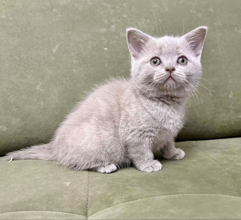 Gotowy do odbioru Kocurek Brytyjski liliowy