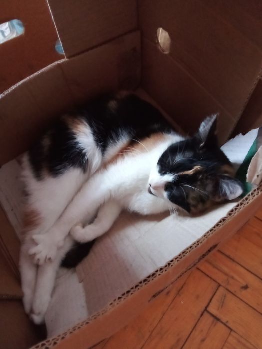 Кошки 3 и 4 года