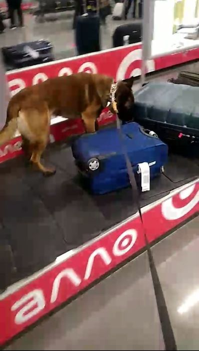 Маленуа Бельгийская Овчарка рабочего разведения , для работы