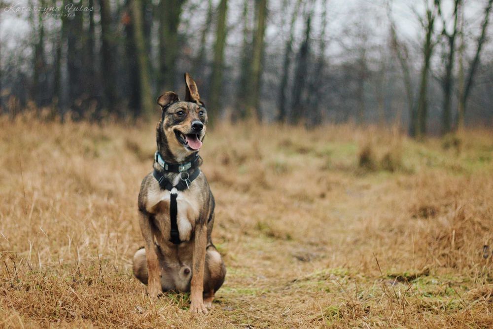 Bugs super pies poleca się do adopcji