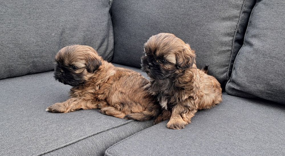 Shih tzu  suczka  mała