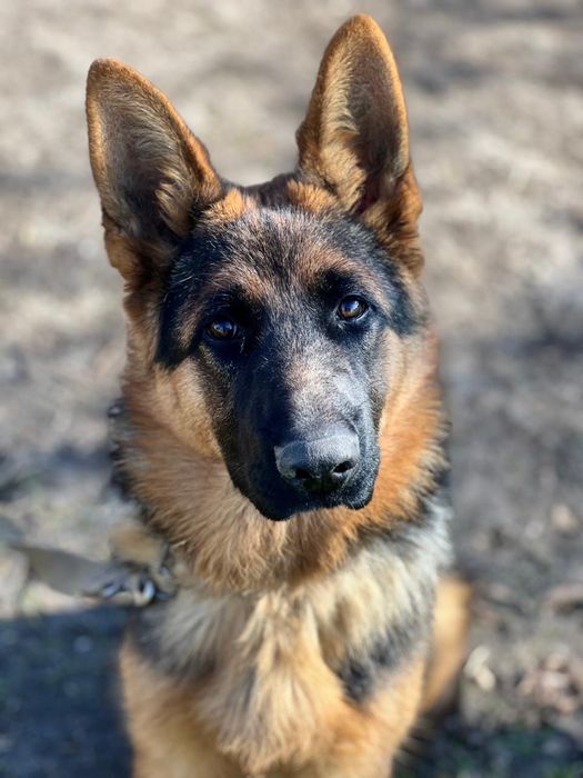 Німецька вівчарка