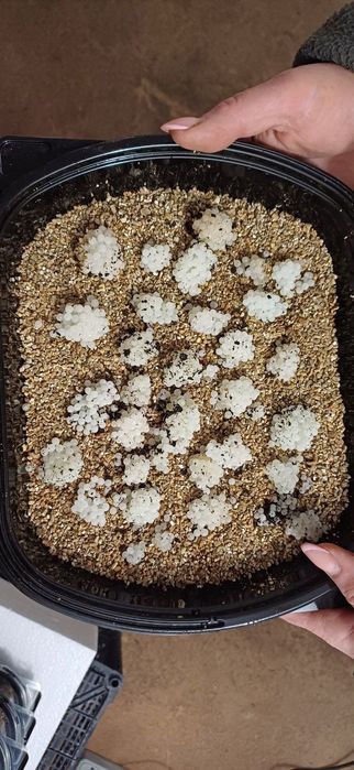 Мальок равлика Helix aspersa muller (мюллер) на 26 рік