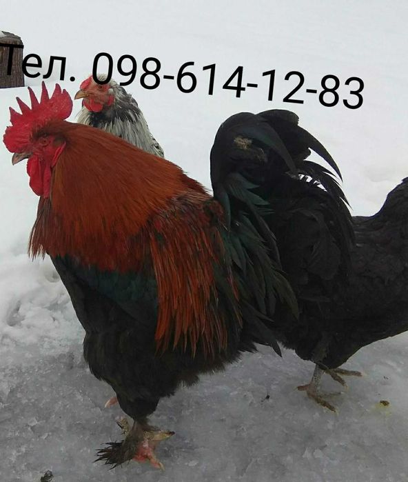 Півні чистої породи: Маран Ч/М (Німецька лінія)