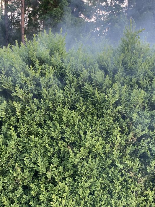 Zamglawiacz termiczny komary, kleszcze