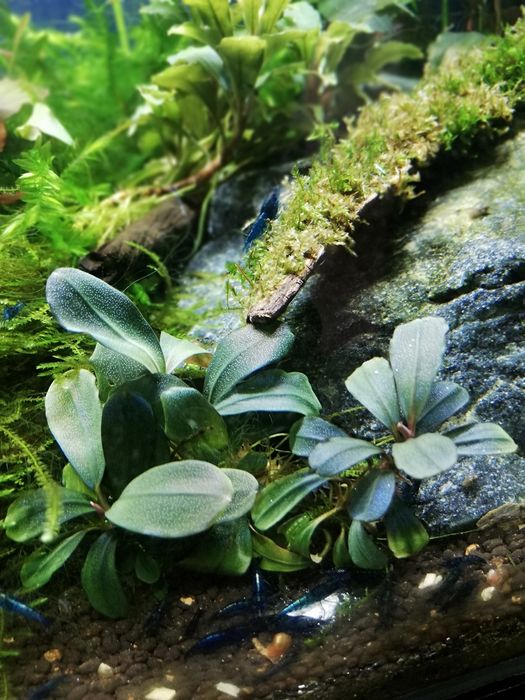 Bucephalandra 5 gatunków